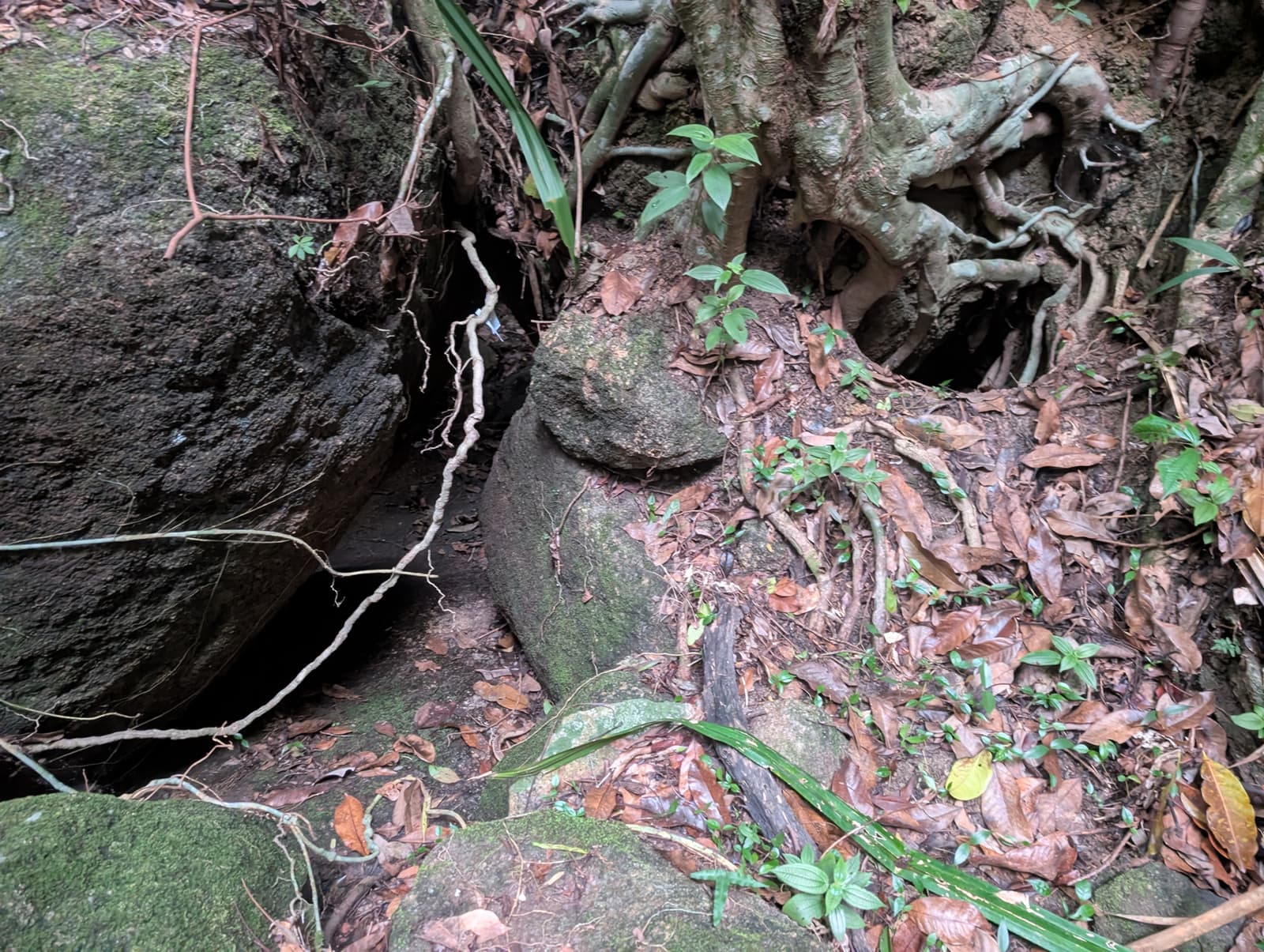 Run image 6