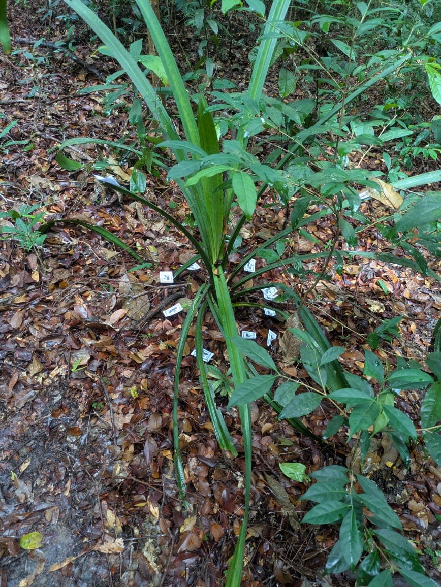 Run image 4